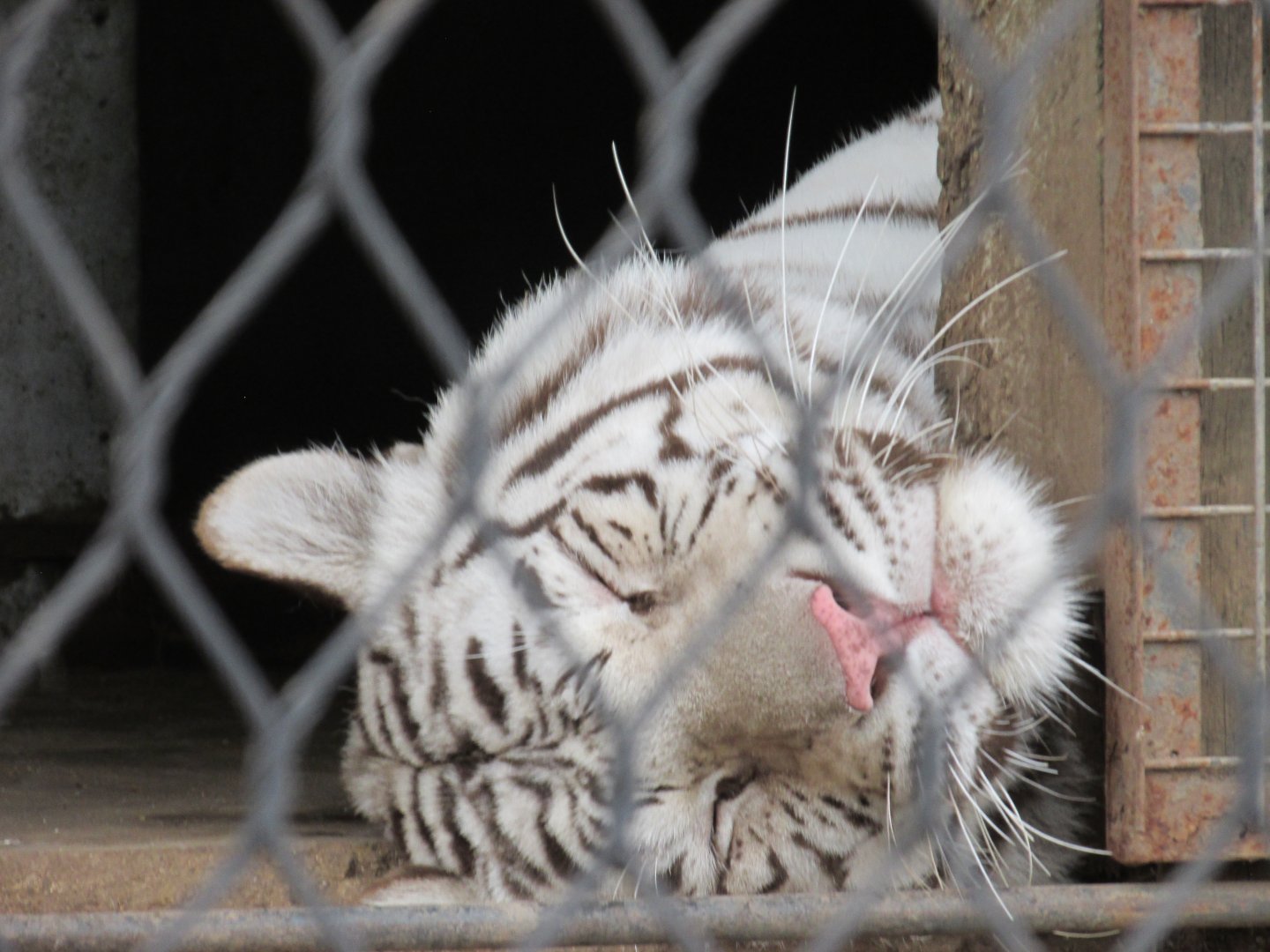 white bengal tiger