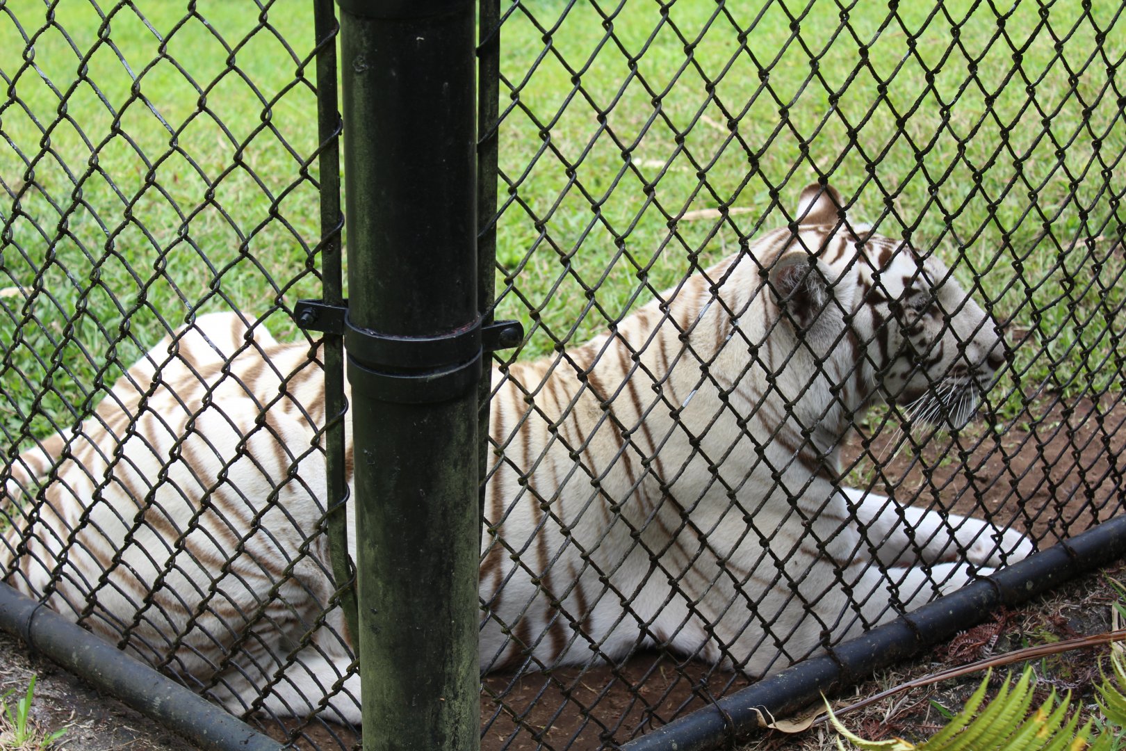 White "Bengal" Tiger