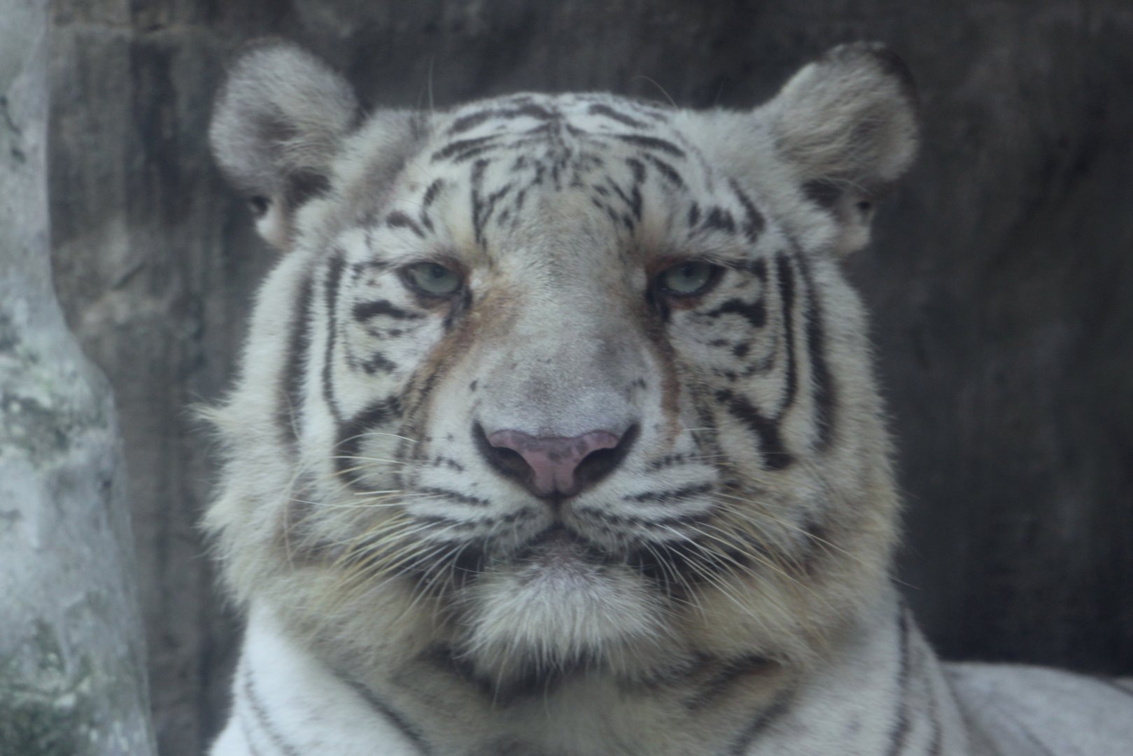 White Bengal Tiger