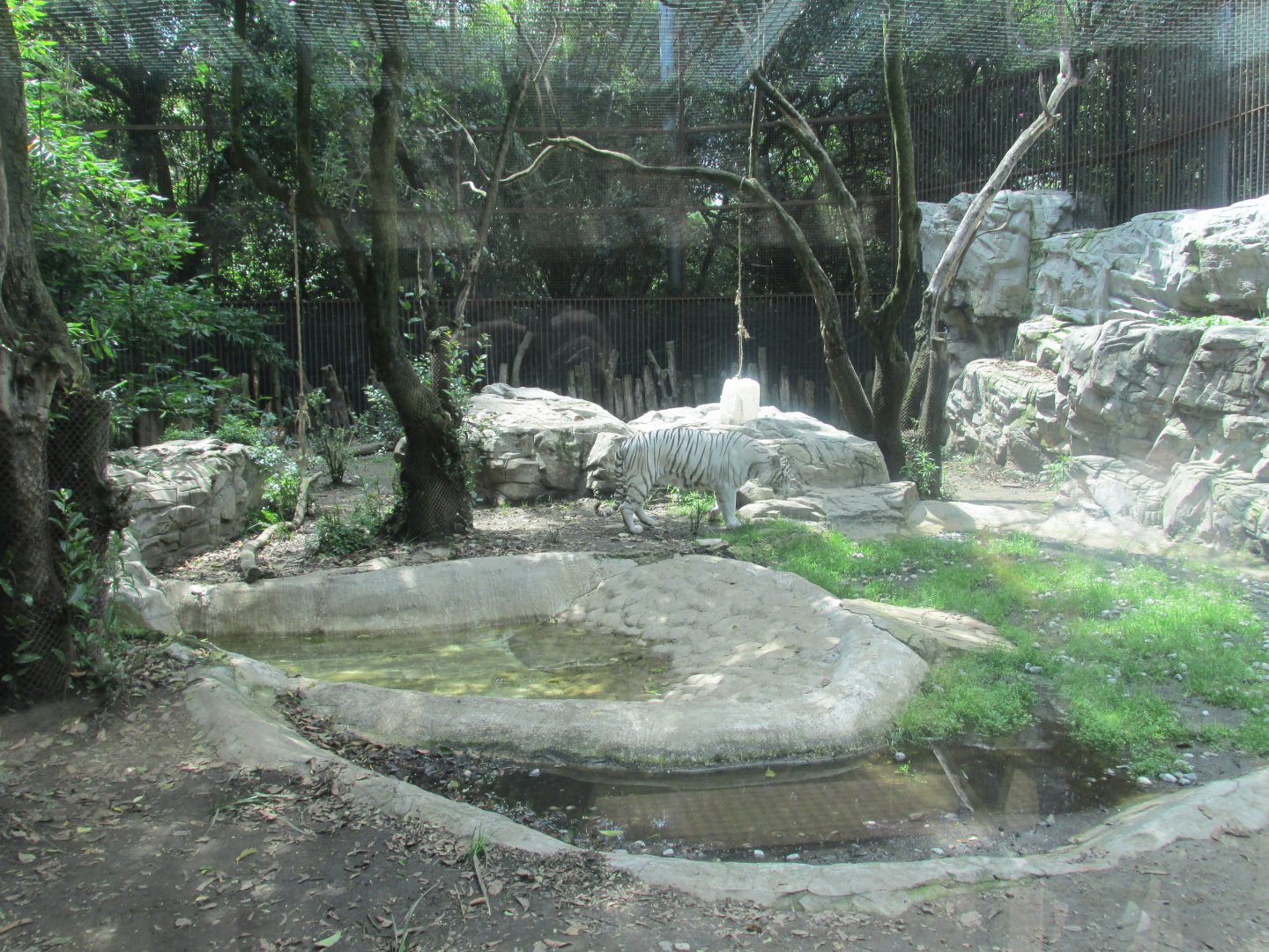 white bengal tiger