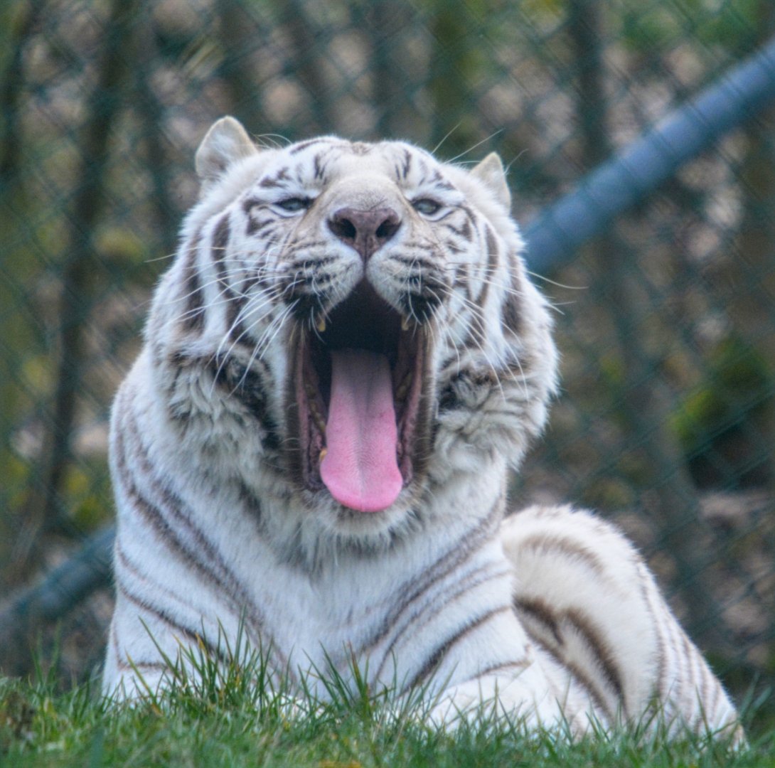 White Bengal Tiger
