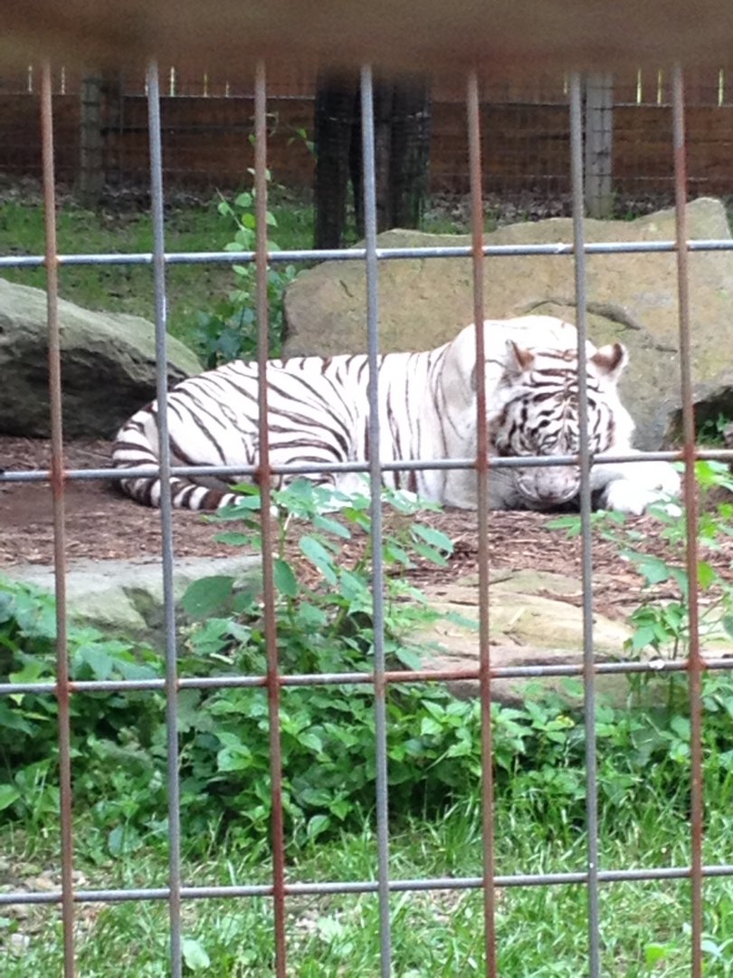White Bengal Tiger