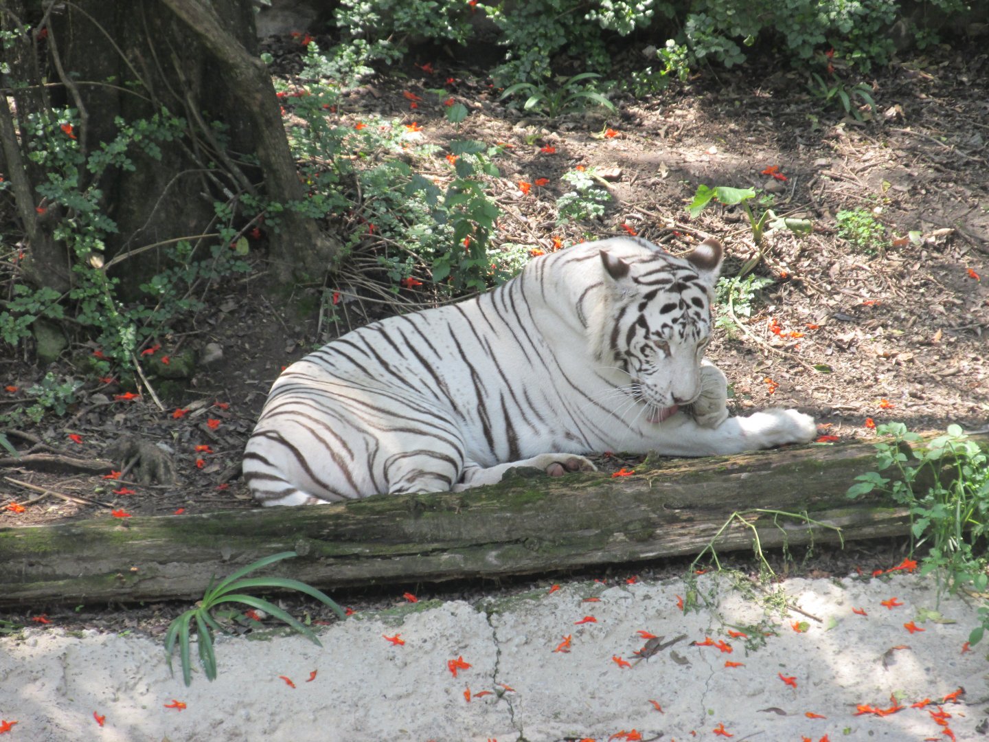 white bengal tiger