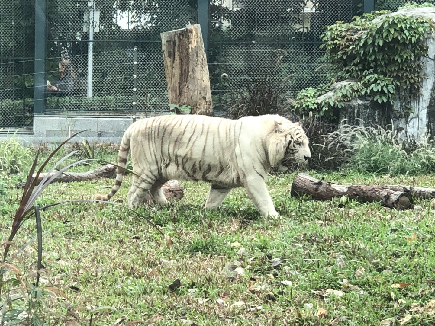 White Bengal Tiger