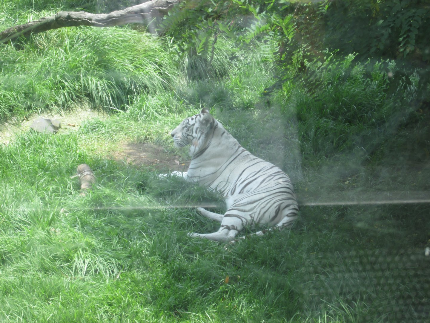 WHITE BENGAL TIGER