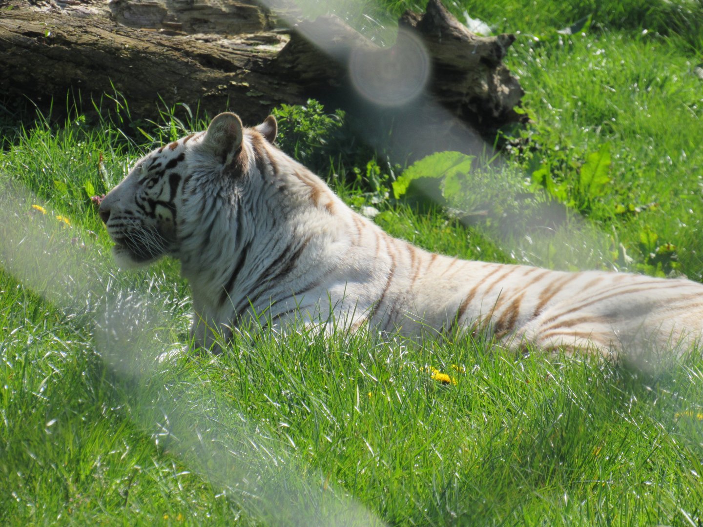 White Bengal Tiger