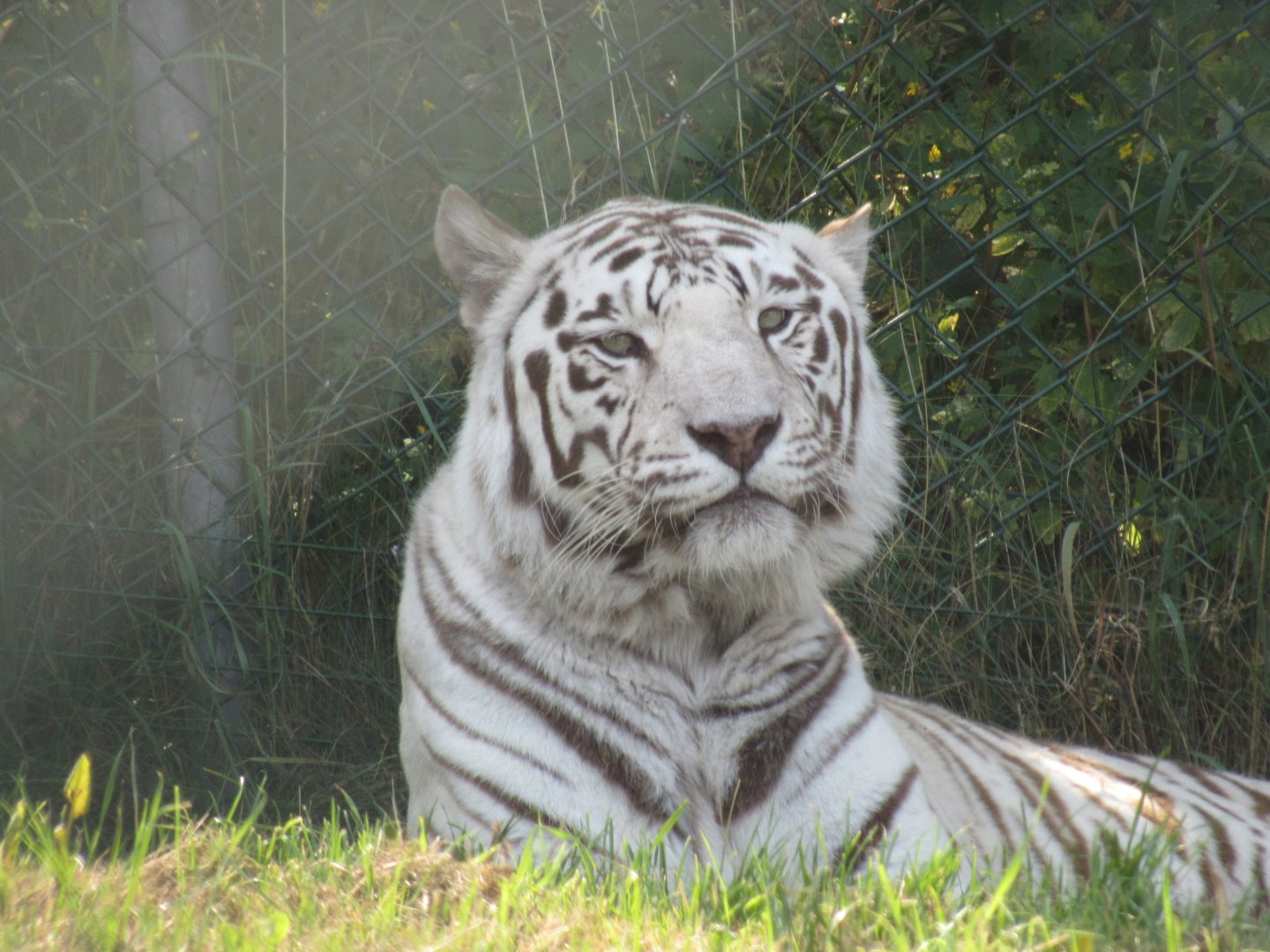 White Bengal Tiger
