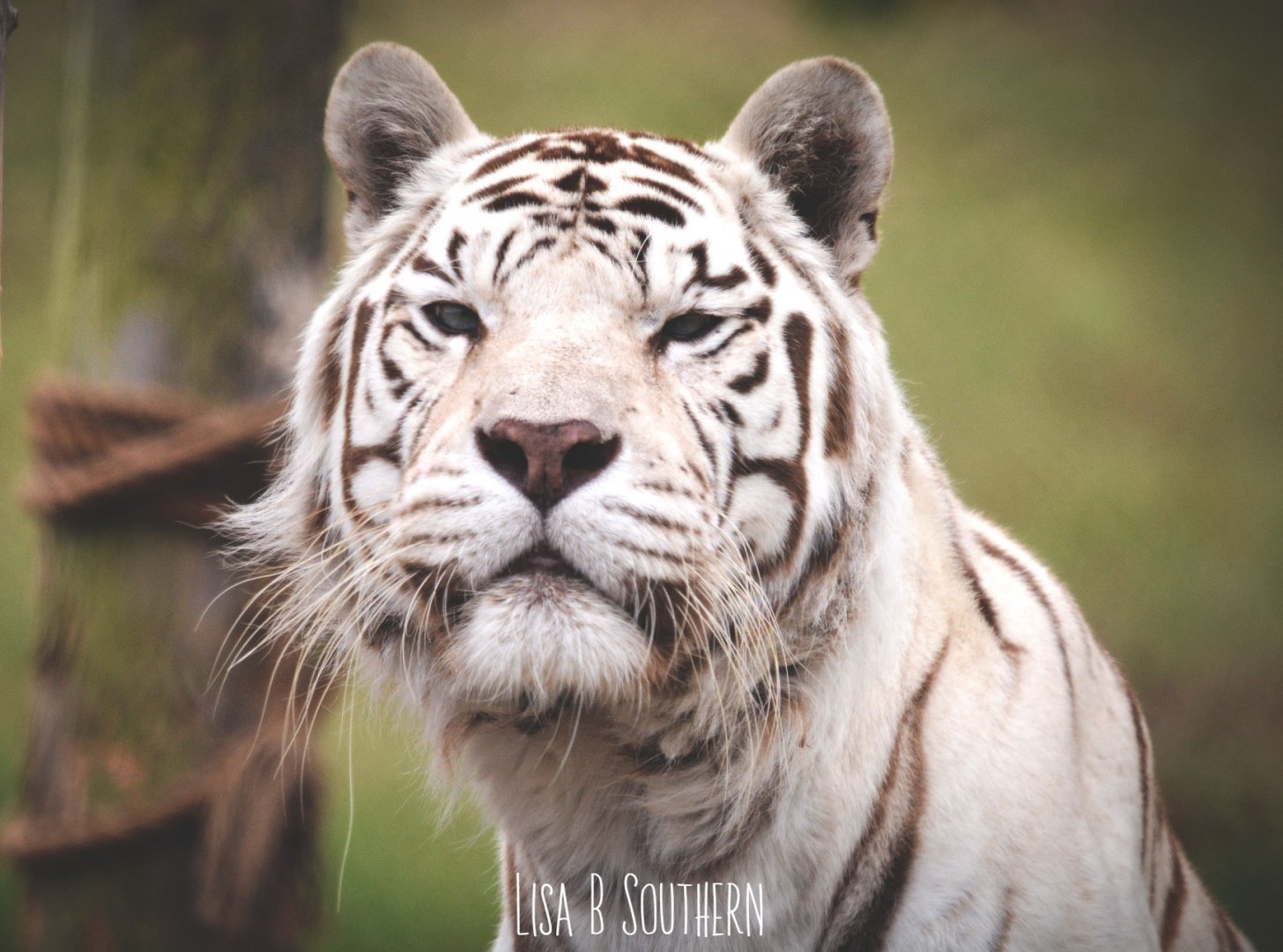 White Bengal Tiger