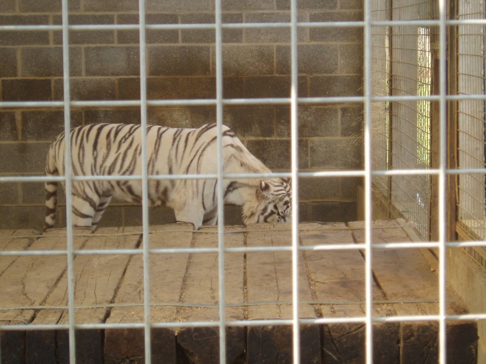 White bengal tiger