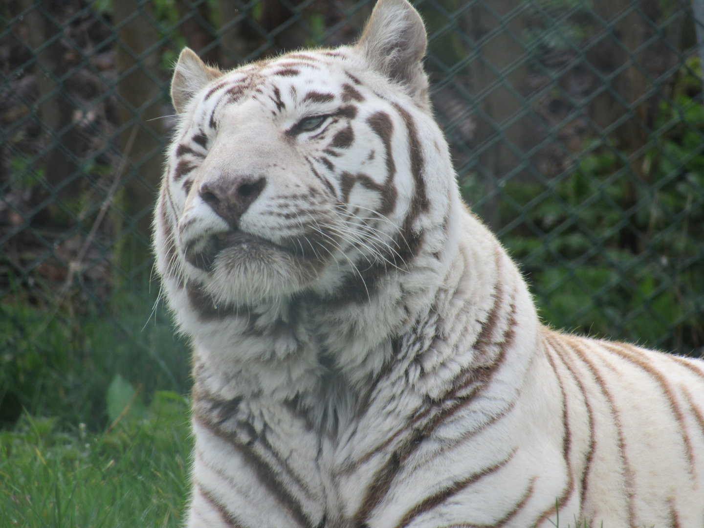 White Bengal Tiger
