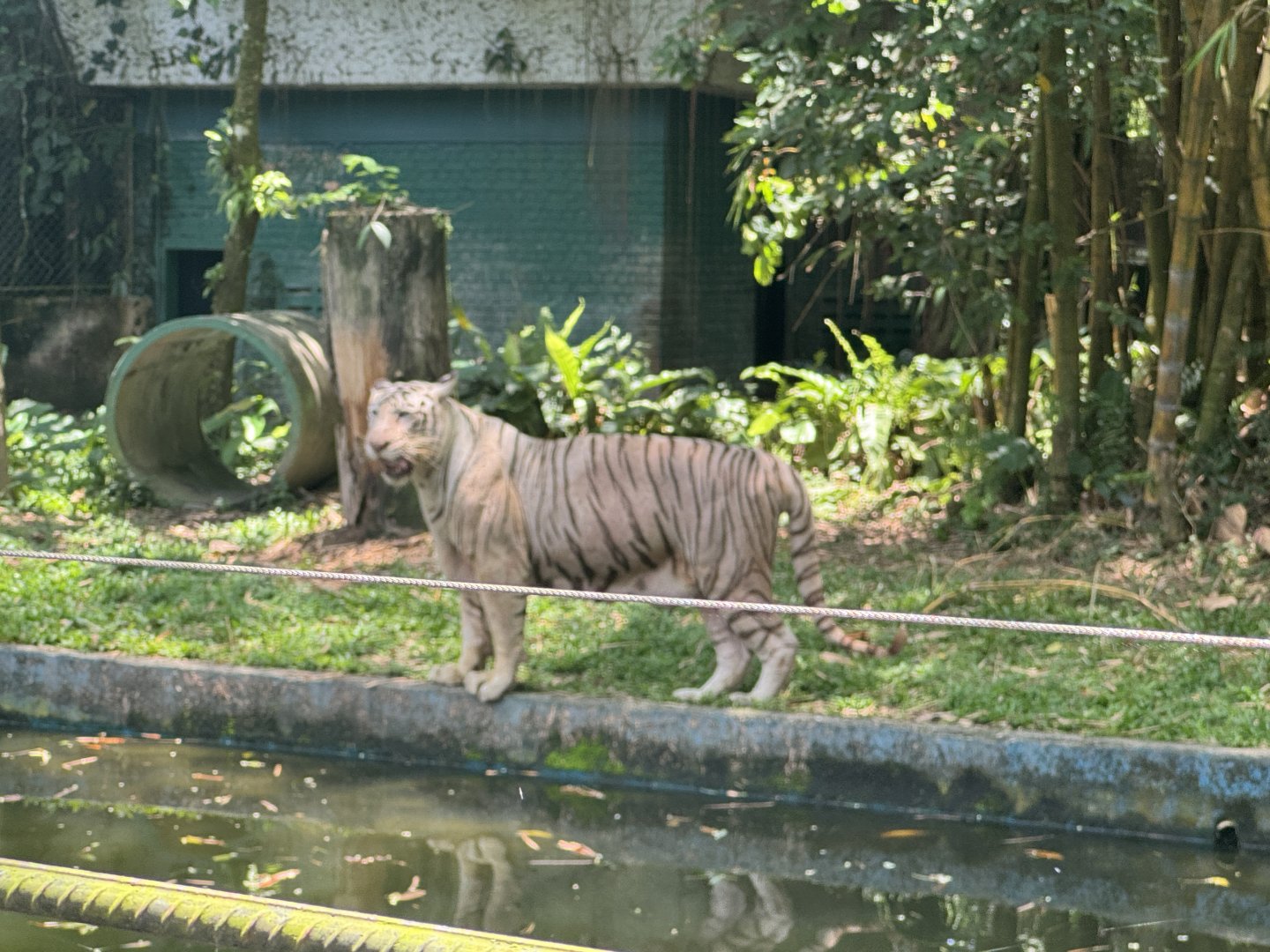 White Bengal Tiger