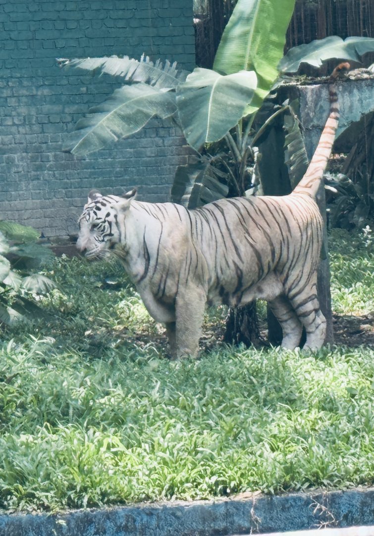 White Bengal Tiger
