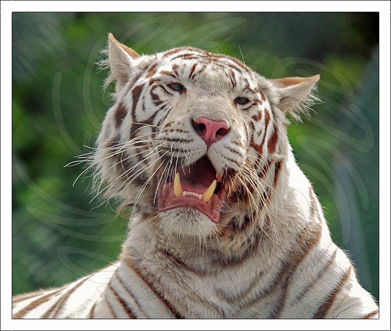 White Bengal Tiger