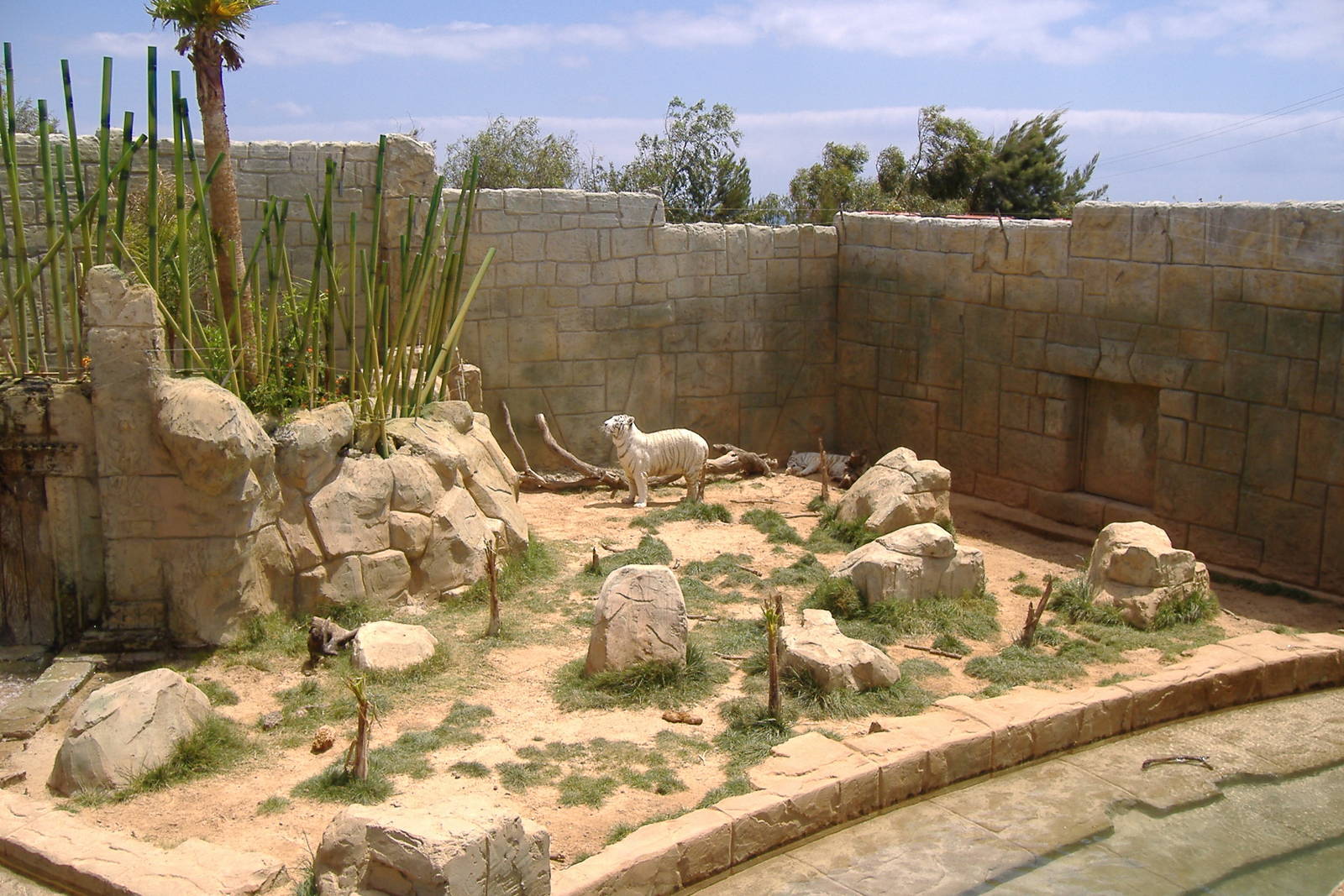 White Bengal tigers at Rancho Texas Park, Lanzarote, 29 April 2007