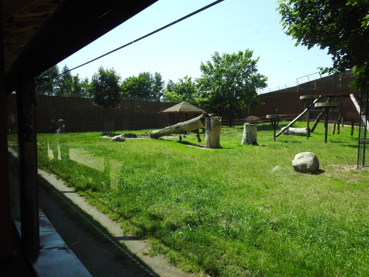 White-bengal tigers exbit