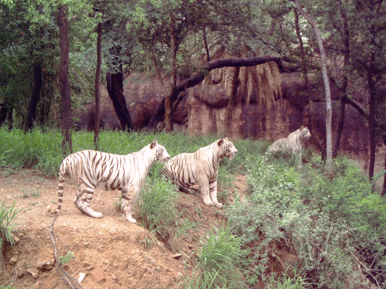 White Bengal tigers (Panthera tigris tigris)
