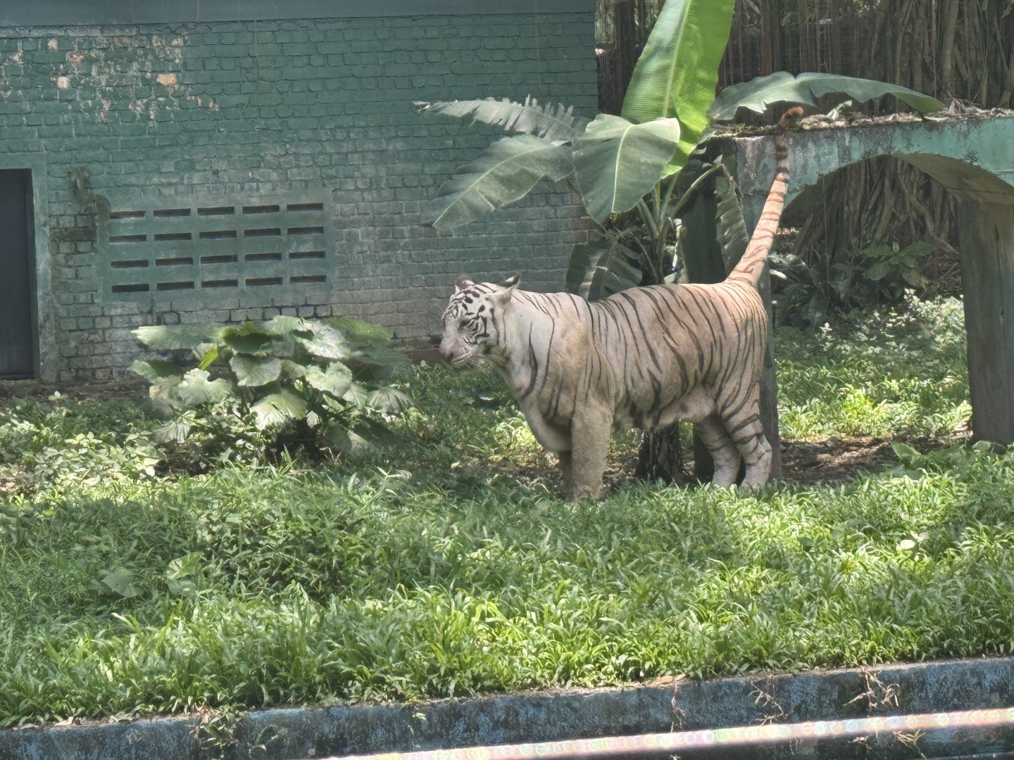 White Bengal Tigers
