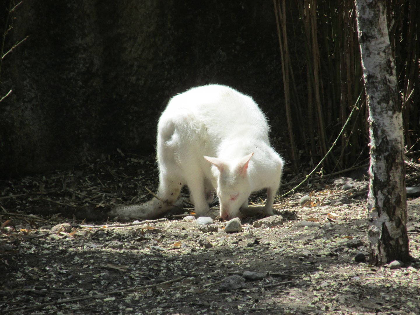 white bennett´s wallaby buin zoo