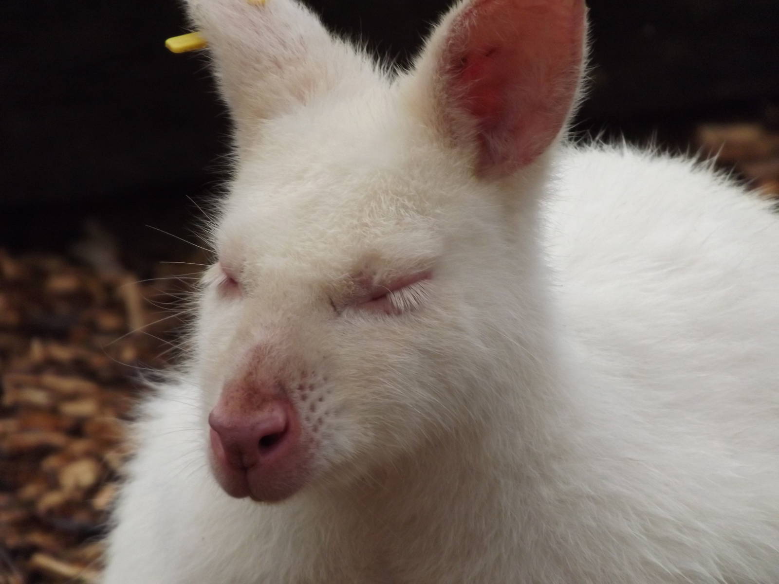 White Bennett's Wallaby at Blackpool zoo 16/10/11