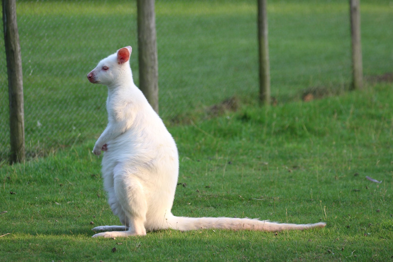 White Bennett's Wallaby