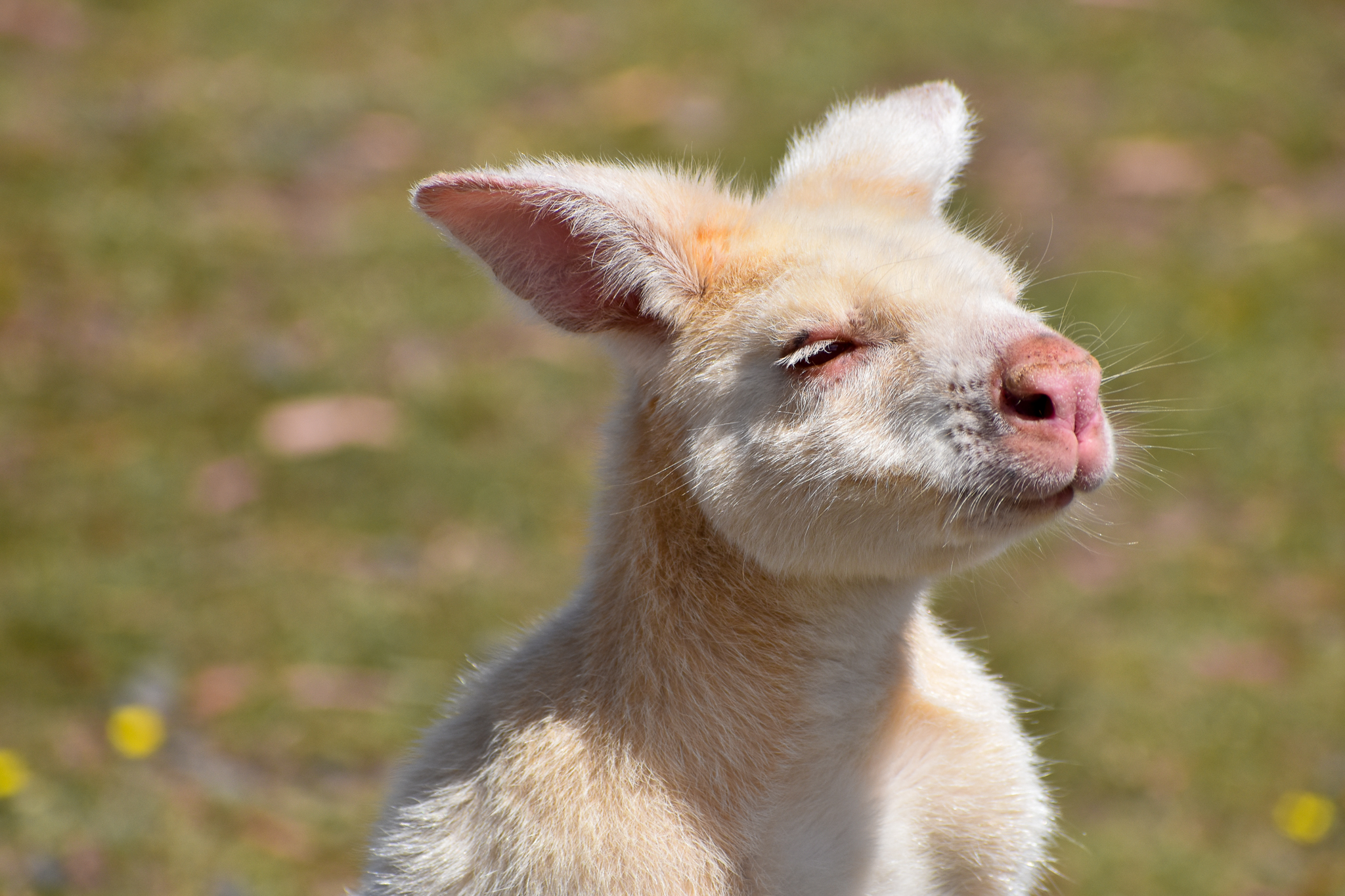 White Bennett's Wallaby
