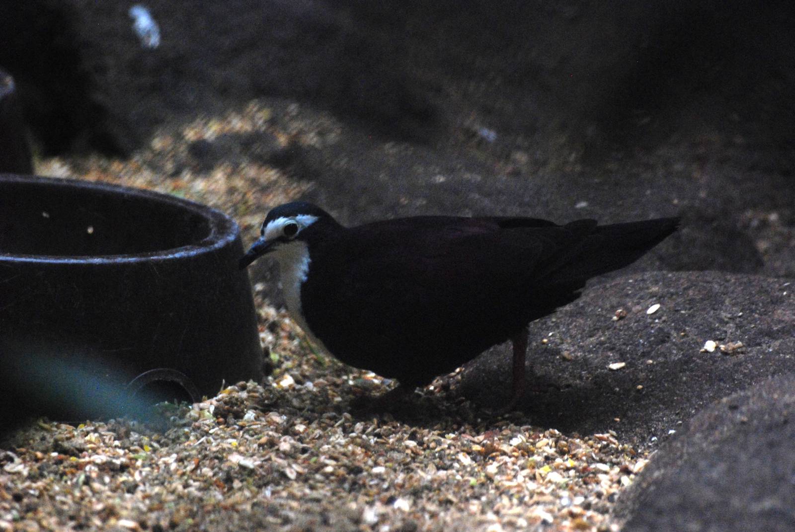 White-bibbed Ground Dove at Walsrode, 22/03/13