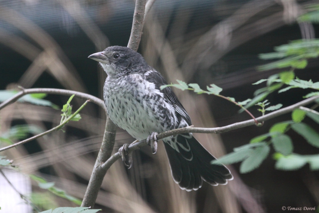 White-billed Buffallo Weaver (Bubalornis albirostris)