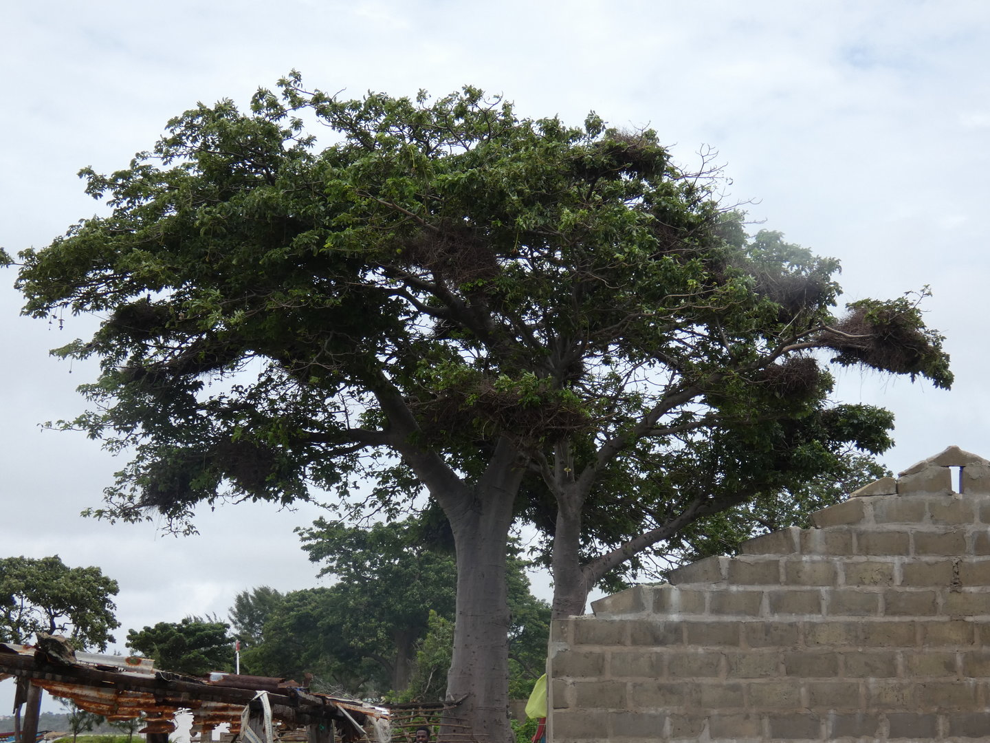 White-billed buffalo weaver nesting tree