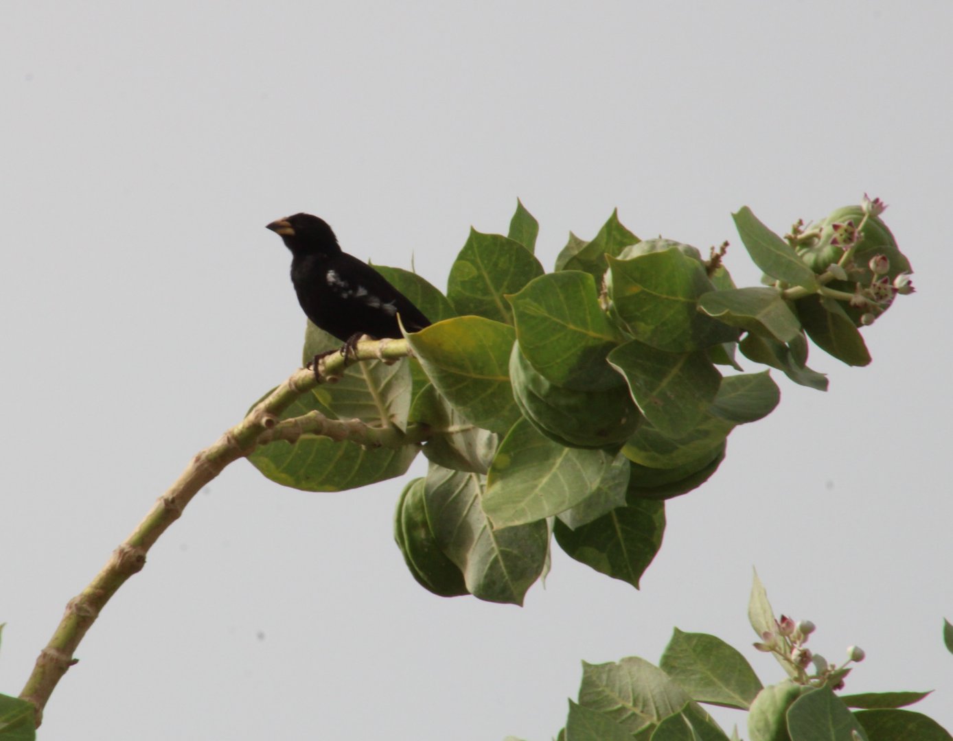 White-billed buffalo-weaver