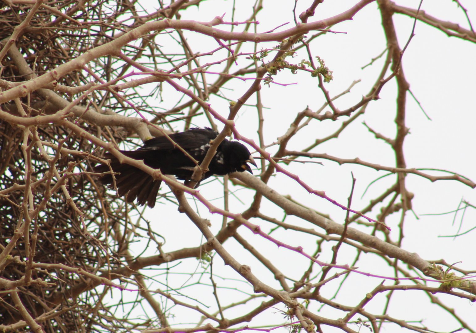 White-billed buffalo-weaver