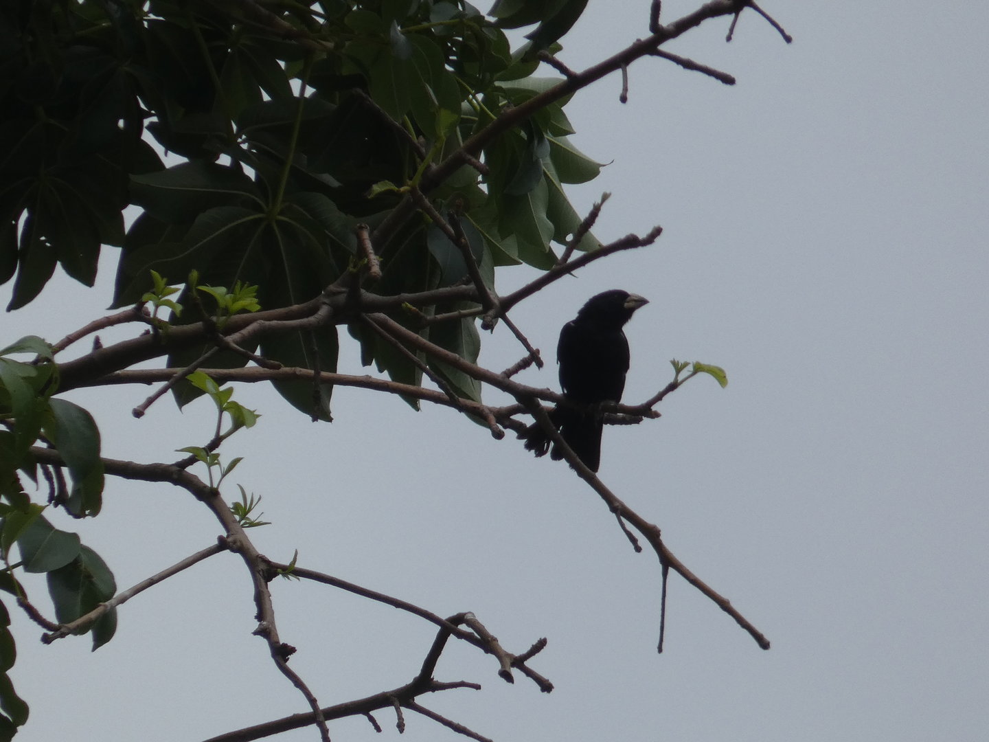 White-billed buffalo weaver