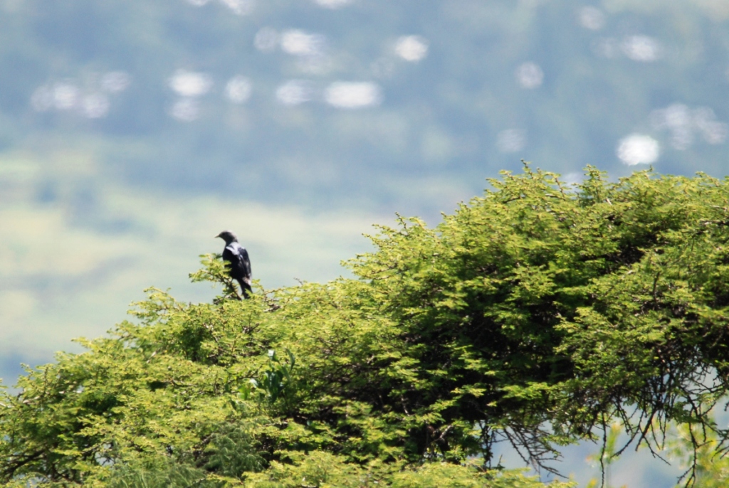 White-billed Starling at Debre Libanos Gorge, Ethiopia, 18/10/14