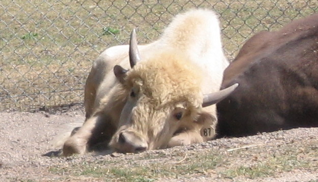 White Bison