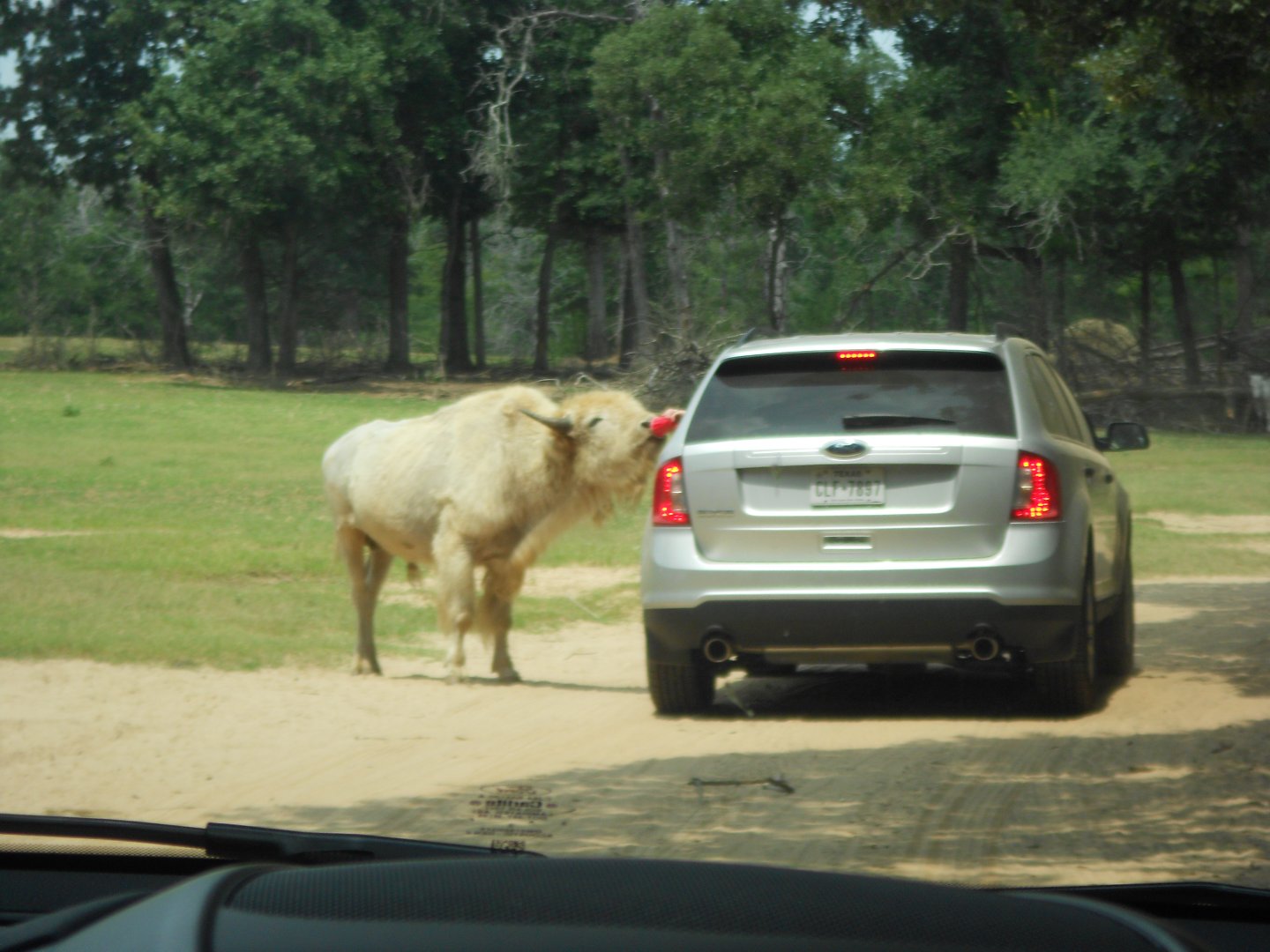 White bison