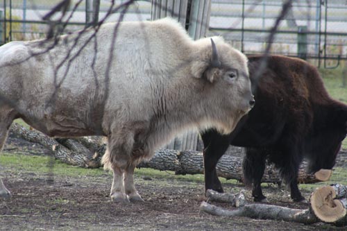 White Bison