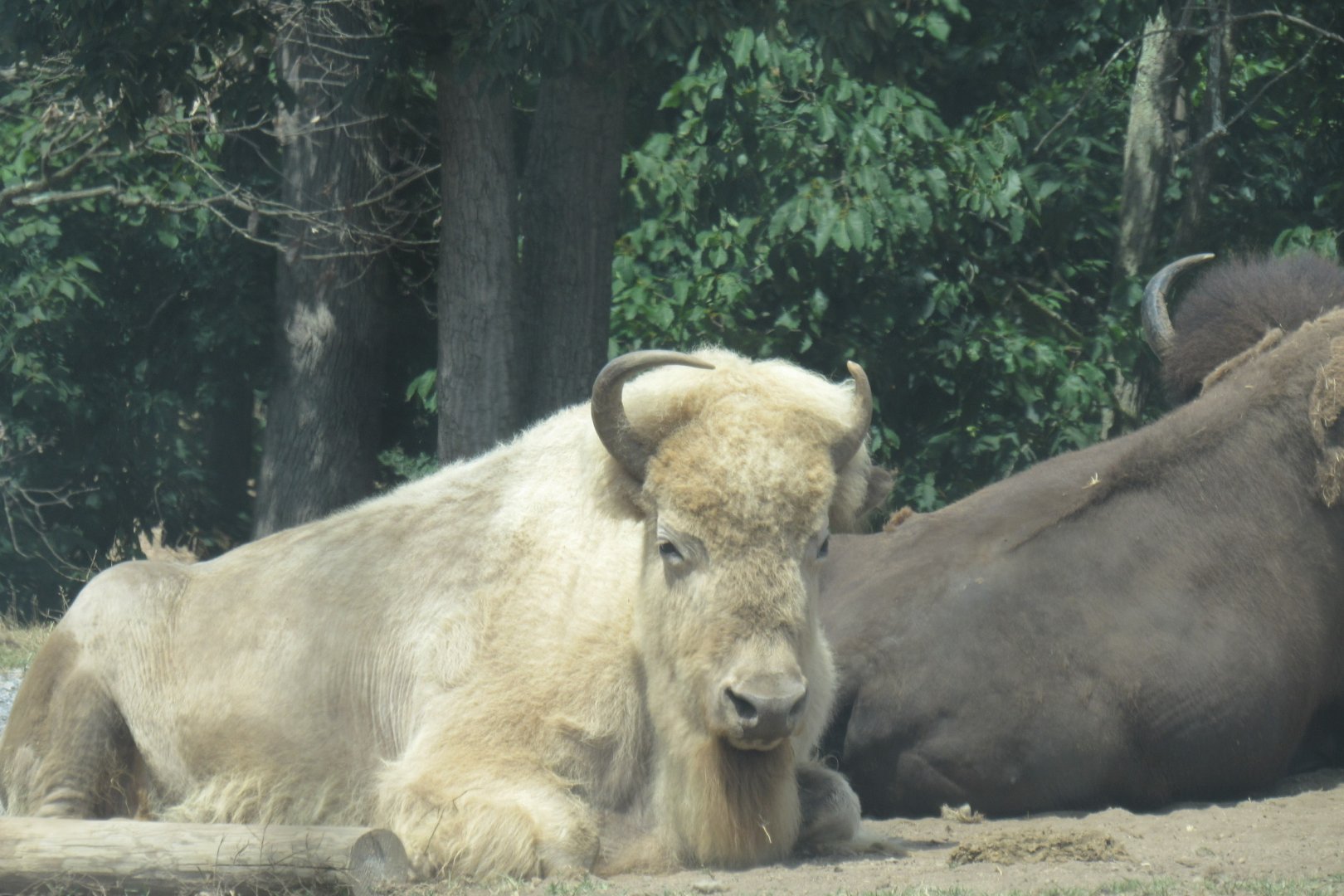 white bison