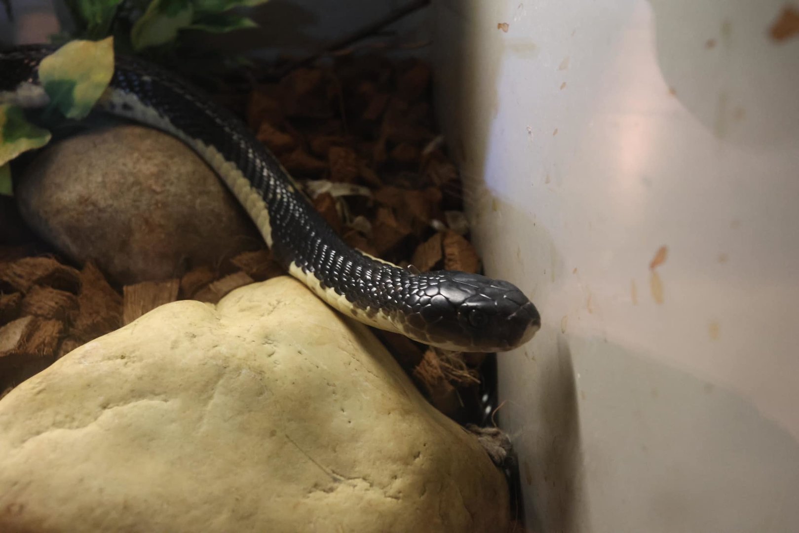 White & Black Spitting Cobra (Naja siamensis)