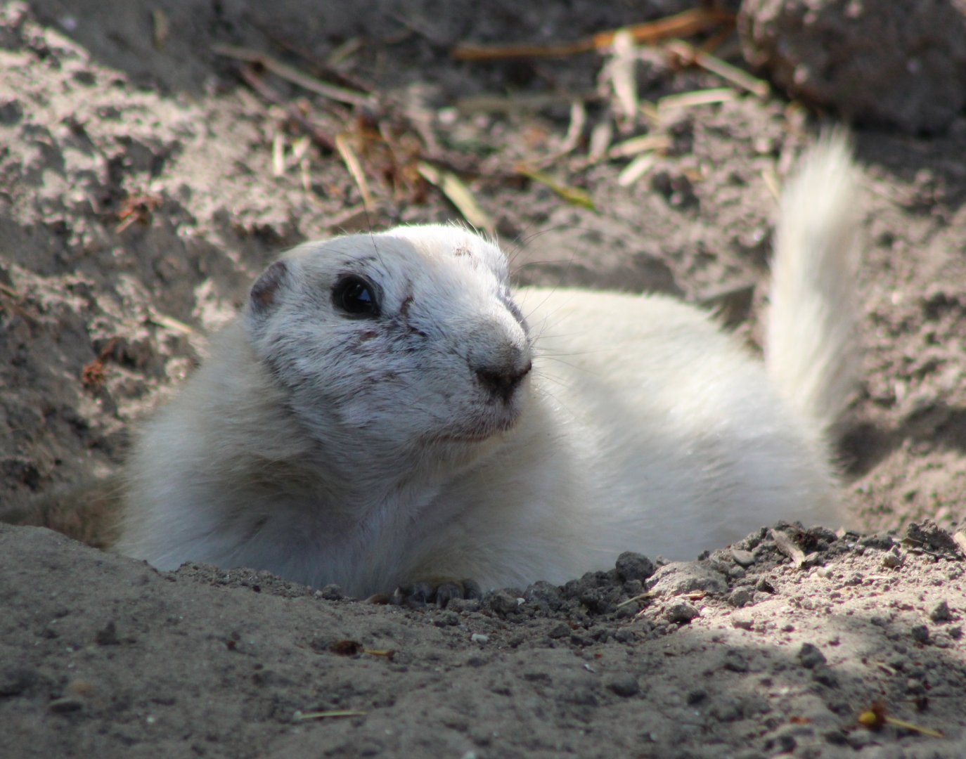 White Black-tailed prairiedog