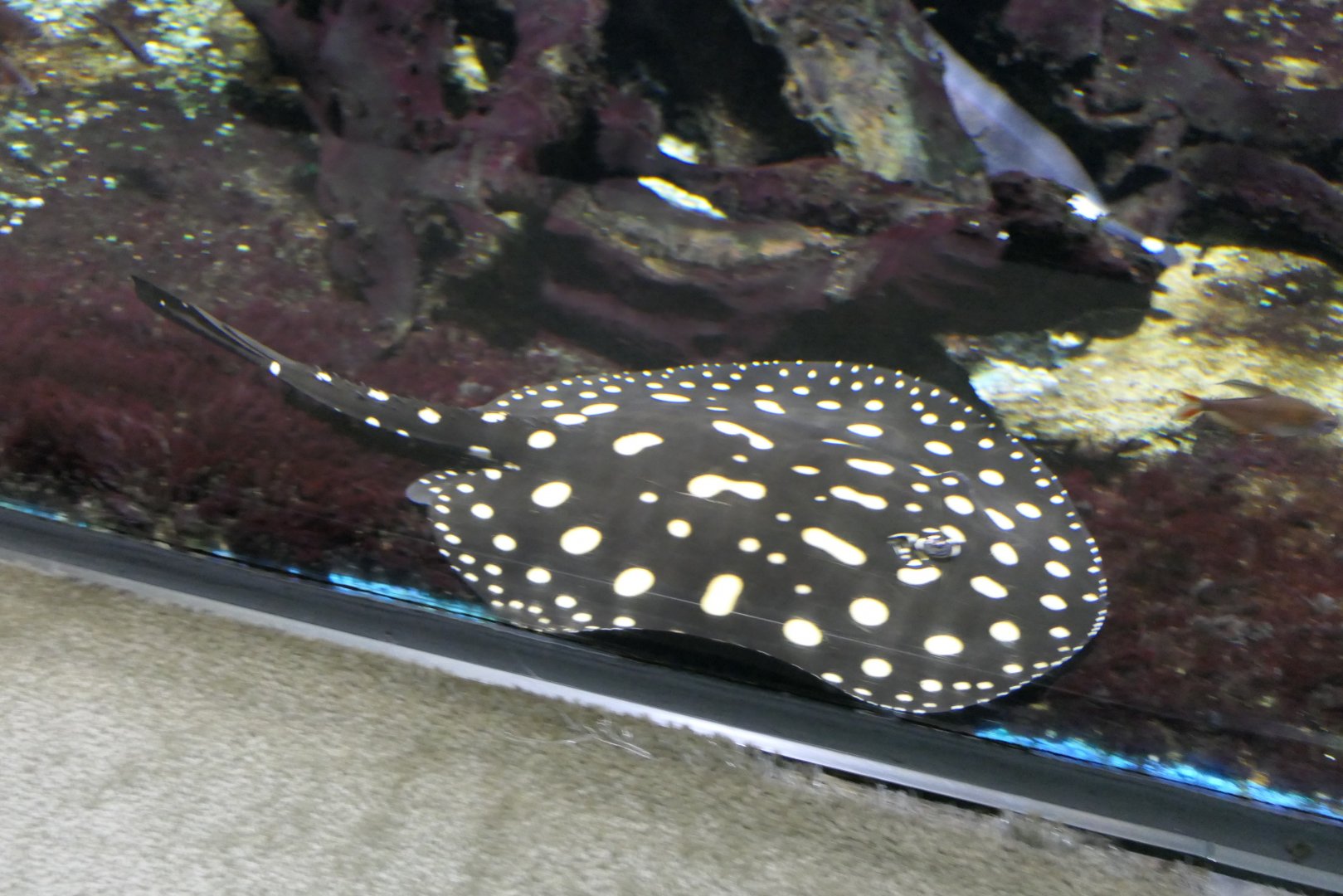 White-blotched River Ray (Potamotrygob leopoldi)