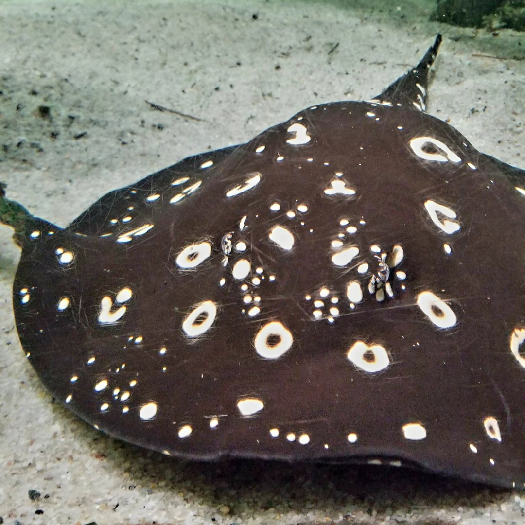 White-Blotched River Ray (Potamotrygon leopoldi)