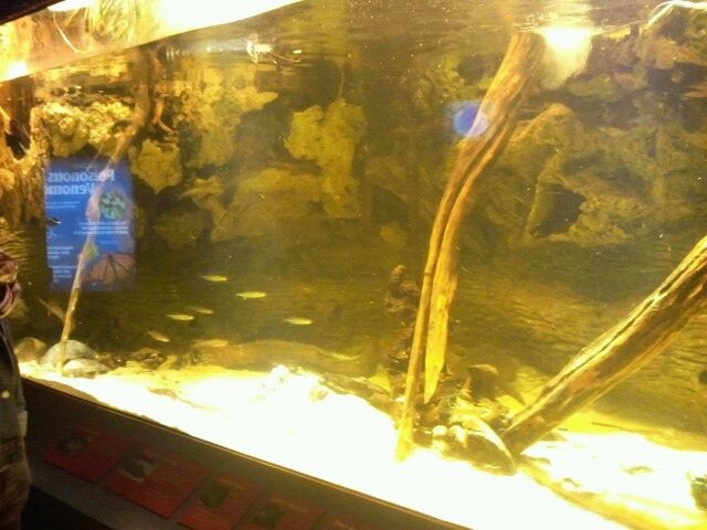 White-blotched river ray/Stinkpot turtle tank