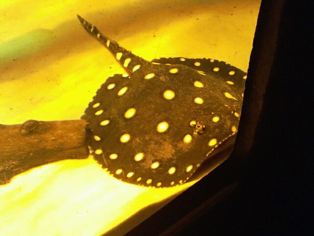 White-blotched river ray