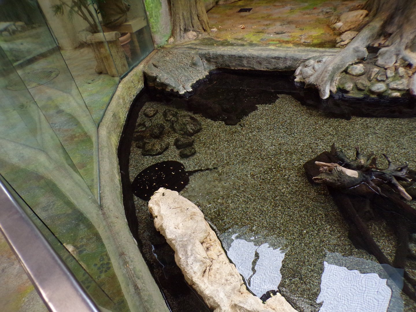 White-blotched river stingray 13.7.25