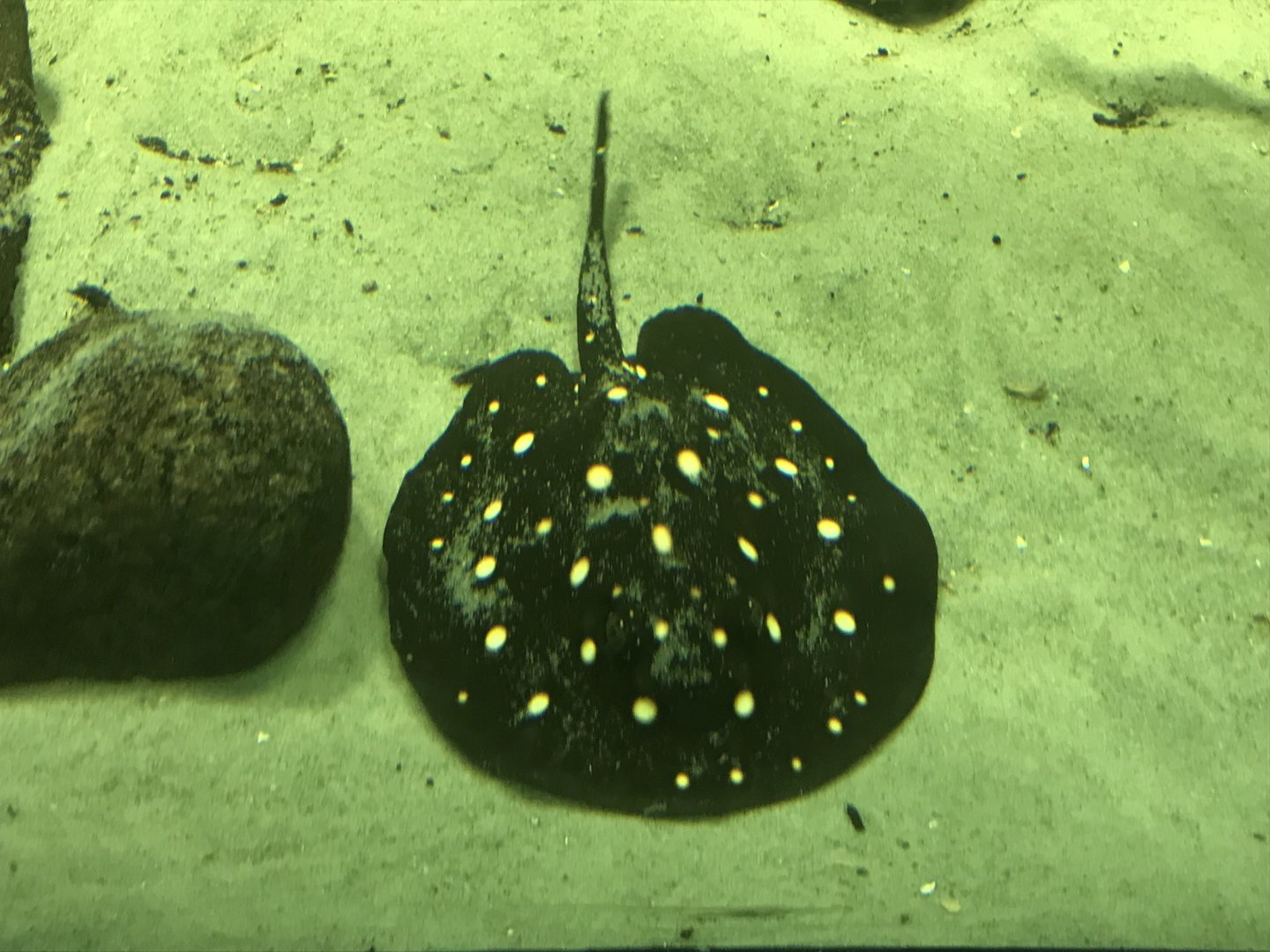 White-blotched river stingray 270118