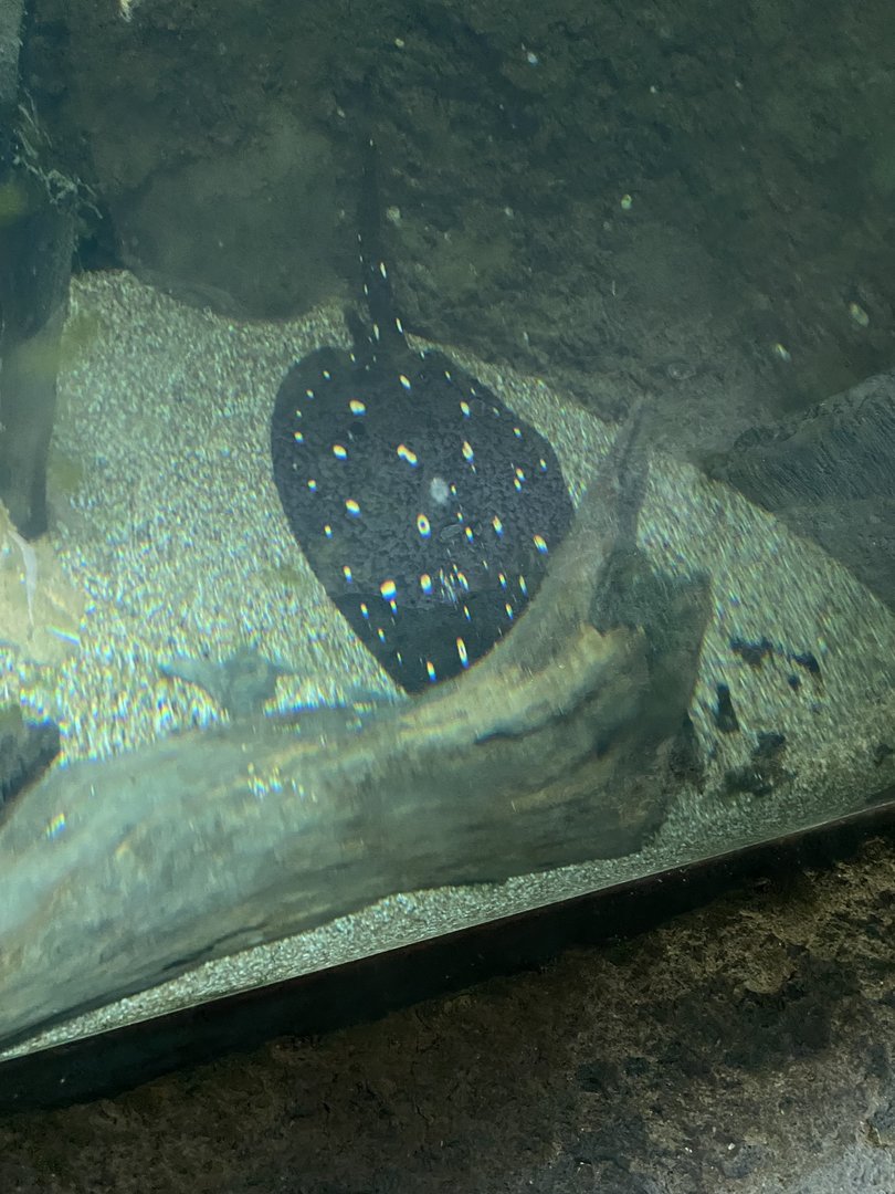 White-Blotched River Stingray 7-11-2023