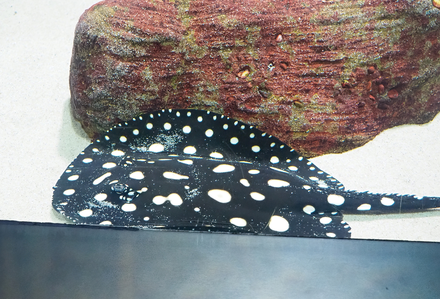 White-blotched river stingray (Potamotrygon leopoldi), 2023-04-08