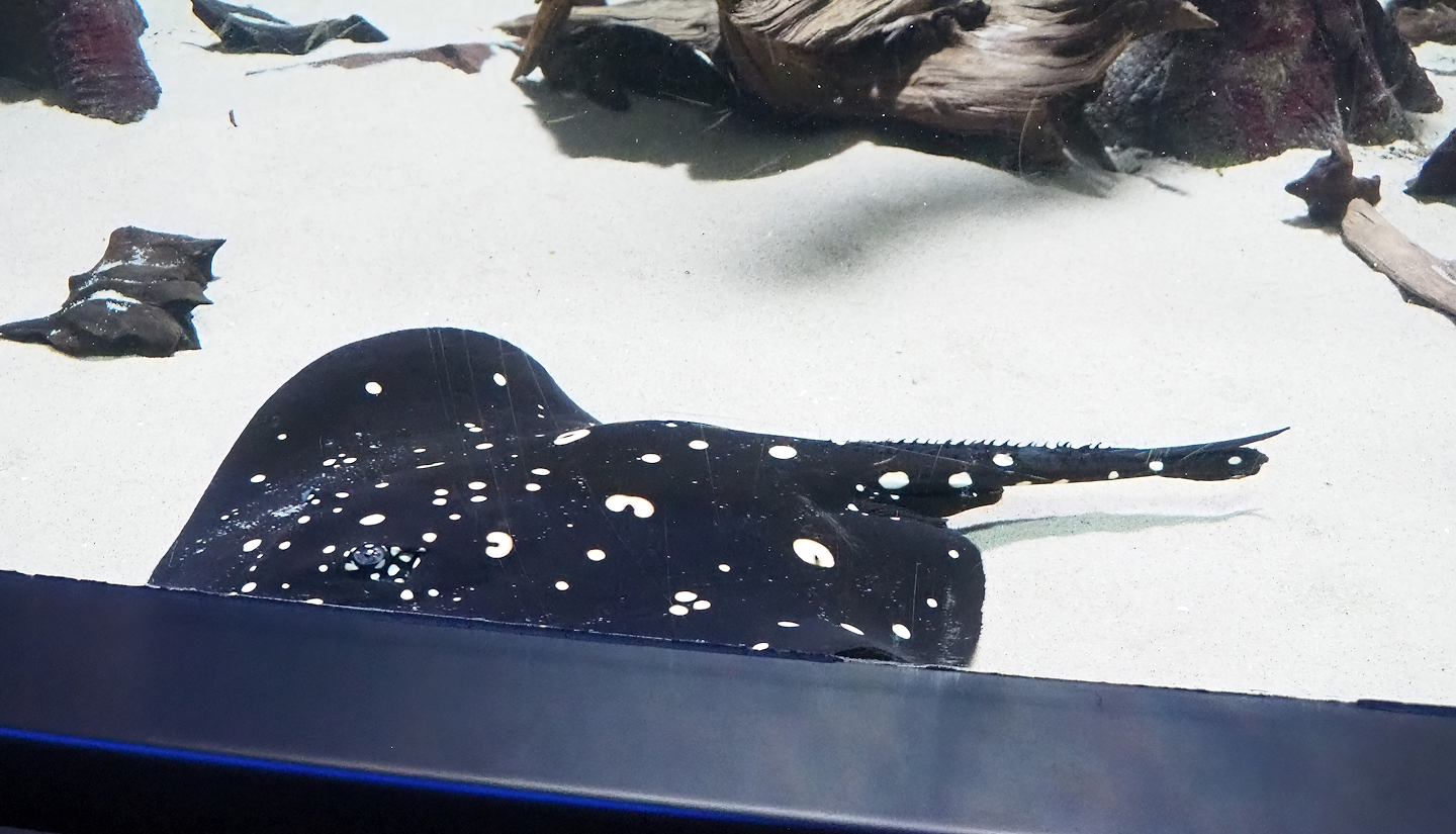 White-blotched river stingray (Potamotrygon leopoldi), 2023-04-08