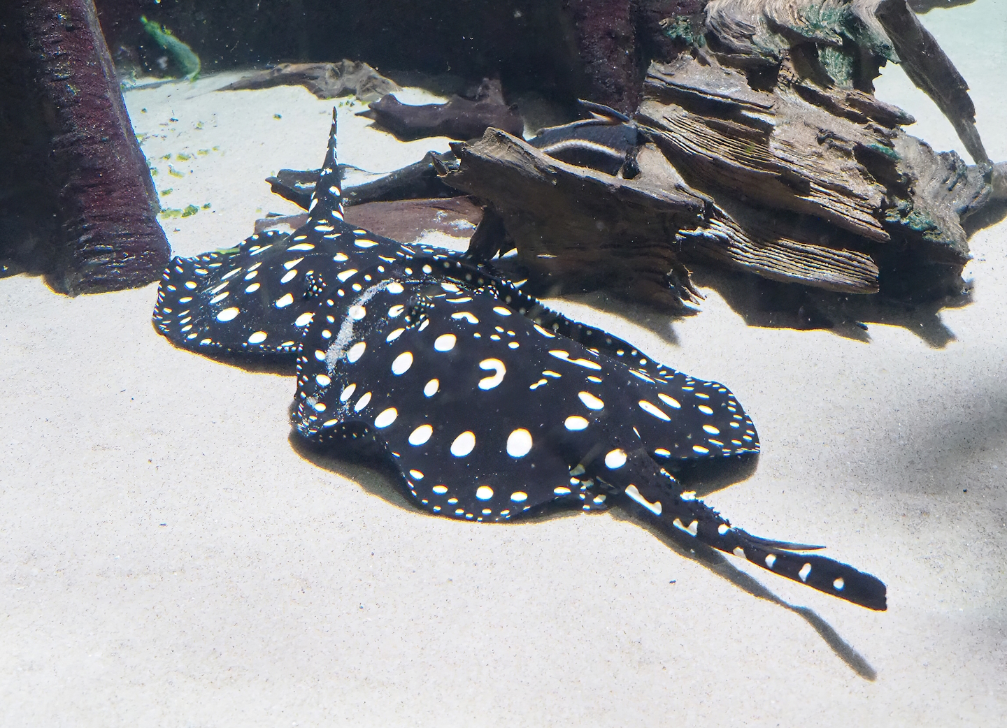 White-blotched river stingray (Potamotrygon leopoldi), 2023-07-22