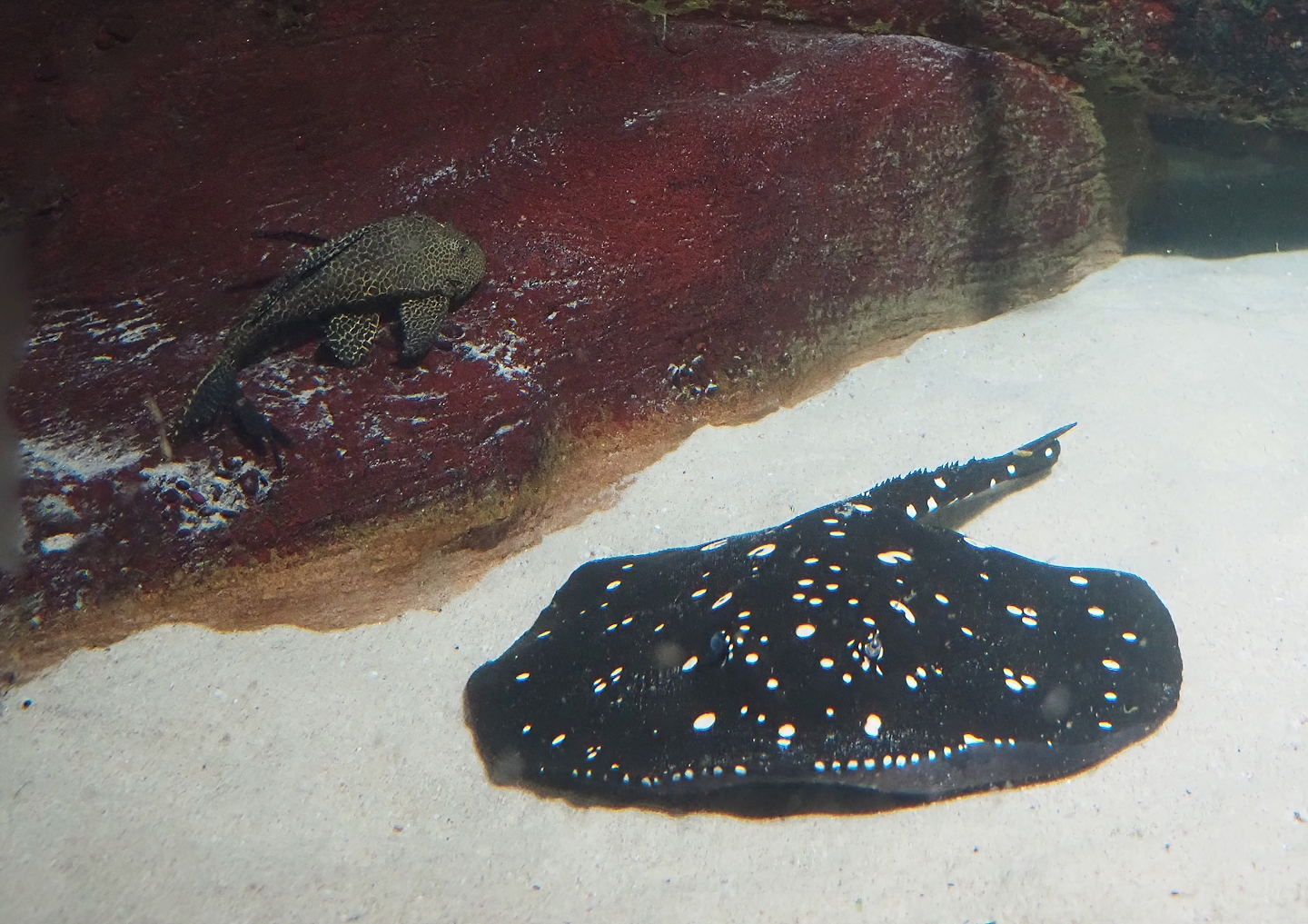 White-blotched river stingray (Potamotrygon leopoldi), 2024-03-09