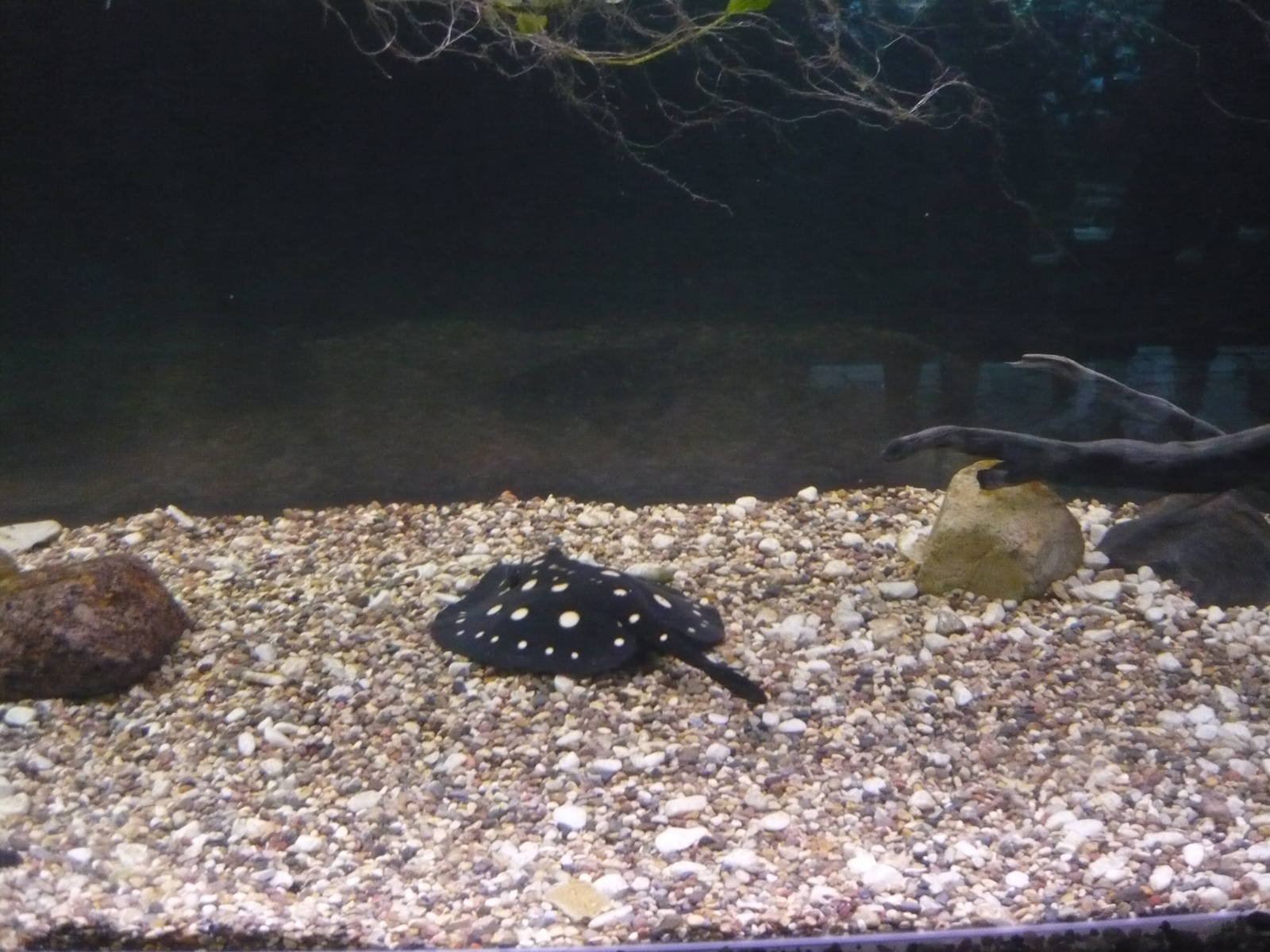 White-blotched river stingray (Potamotrygon leopoldi)